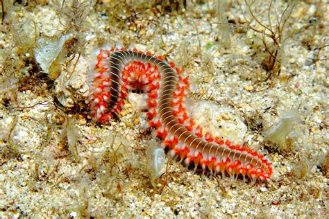  Bristle Worm: A Marine Creature That Eats Sand But Doesn’t Digest It