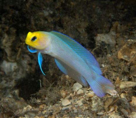  Jawfish! A Shell-Dwelling Treasure That Lives its Life Upside Down