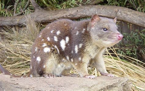  Quoll! A Carnivorous Marsupial With an Uncanny Resemblance to a Squirrel