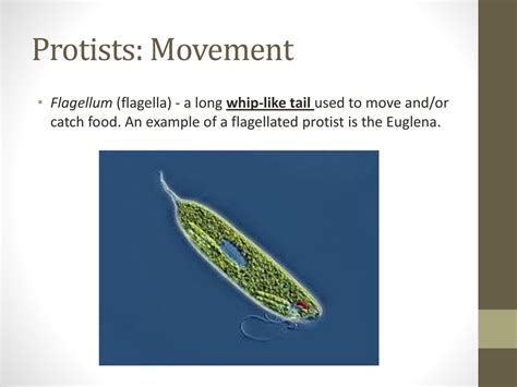  Romamonas: An Ancient Protist Swimming with Whip-Like Tails!