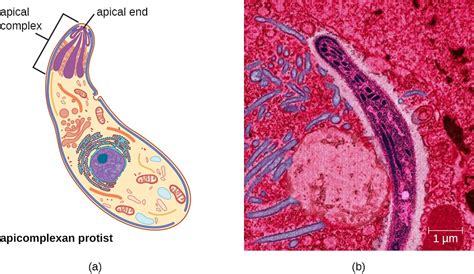  Sarcocystis! A Parasitic Protist With an Unexpected Journey Through Meat-Eating Animals