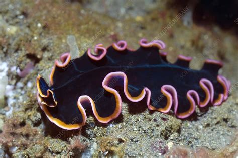  Wittakertrema  A fascinating parasitic flatworm that lives in the hearts of marine snails and makes you question if love can truly bloom in the darkest corners? 