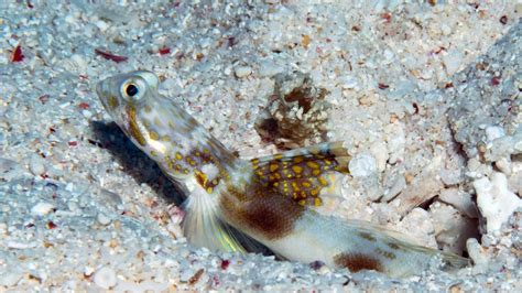  Yarrowia! The Tiny Crustacean Hiding in Plain Sight on Your Seaweed Salad