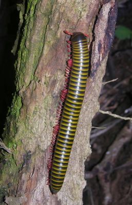  Yellow-Striped Millipede: A Miniature Armored Tank Roaming the Forest Floor!