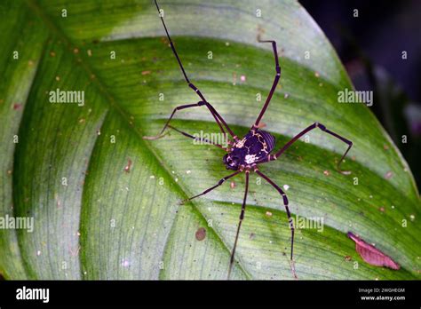  American Harvestman: Conquering the Night as a Nocturnal Wanderer with Eight Legs