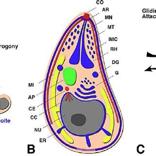  Apicomplexa - Những Ký Sinh Trùng Ma Mị Có Khả Năng Bất Tử Và Sự Hoàn Mỹ Của Quy Luật Sinh Tồn!