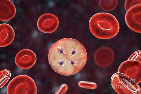  Babesia! Unveiling the Microscopic Parasite Hiding Within Your Red Blood Cells