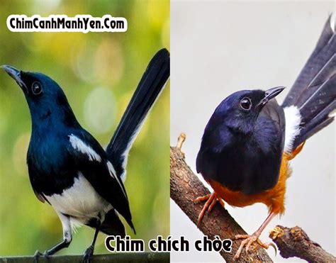  Chim Chích Bích: Chim Bé Nhỏ Với Lòng Can đảm Của Quái Thú Khổng Lồ!