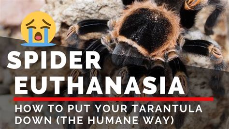  Eothanasia: The Spider That Embraces Its Eternal Slumber! 