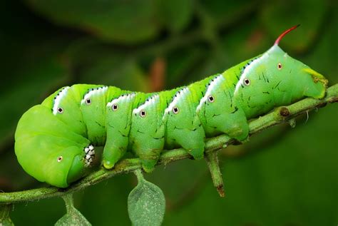  Hormworm: A Curious Caterpillar That Turns into a Fierce Flying Machine?