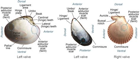  Iridessa!  Discover This Remarkable Bivalve Known For Its Exquisite Pearlescent Shell and Fascinating Filter-Feeding Habits