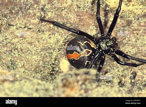  Katipo!  The Spider With Venomous Fangs Hiding Within Its Silken Lair