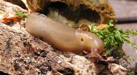  Limax: A Surprisingly Agile Slug Who Happens To Be An Amoeba!