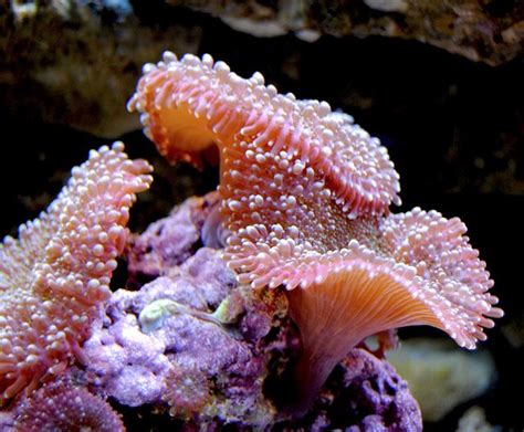  Mushroom Coral: A Spectacular Underwater Garden with Intricate Tentacle Structures!