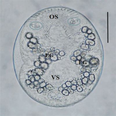  Quingxius! One Tiny Trematode With An Enormous Impact On Freshwater Fish