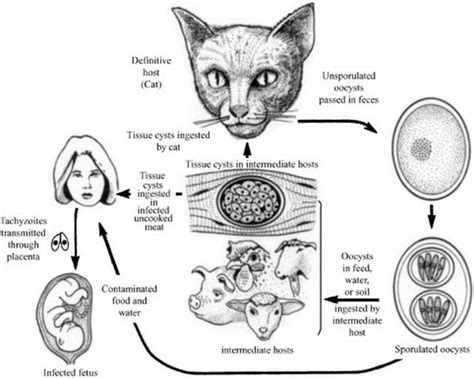  Toxoplasma gondii: Một Ký Sinh Trùng Hay Một Vô Hình Thủ Đoạn Lưỡi?!