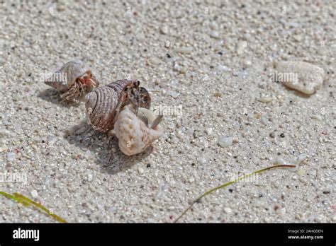  Uneven-legged Hermit Crabs: A Masterclass in Finding Comfort in Stolen Shells