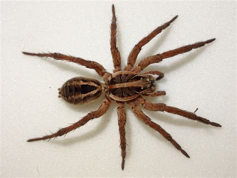  Wolf Spider - A Hunter With Eight Legs and Fuzzy Vision!