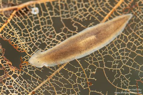  Worm-like Wonders! Discover the World of the Wandering Flatworm, a Tiny Creature That Thrives Everywhere From Freshwater Ponds to Your Backyard