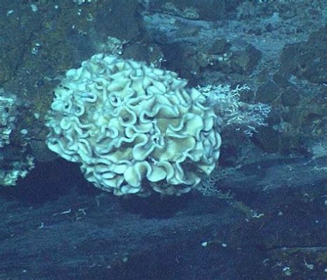  Xenophyophore:  The Largest Single-Celled Organism You Never Knew Existed!